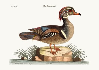 The Summer Duck, 1749-73 by Mark Catesby